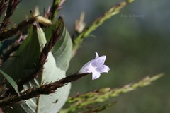 Strobilanthes consanguineus